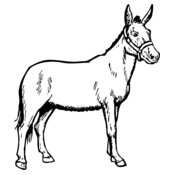 BURRO002