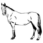 HORSE025