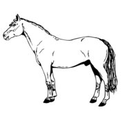 HORSE027