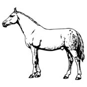 HORSE034